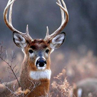 Whitetail bucks wallpaper