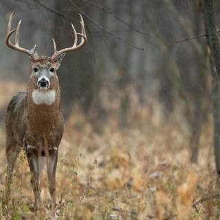 Whitetail bucks wallpaper