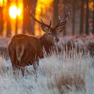 Whitetail bucks wallpaper