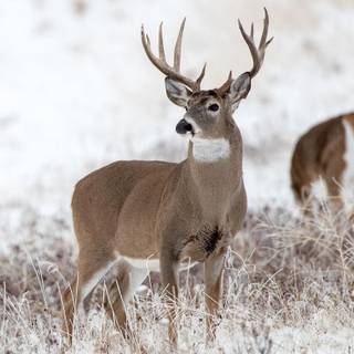 Whitetail bucks wallpaper