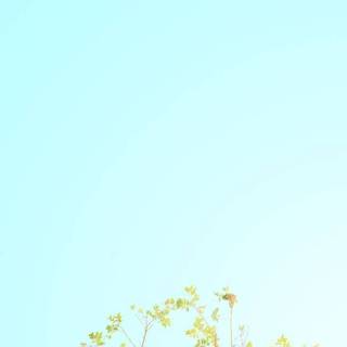 Spring minimalist green wallpaper