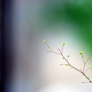 Spring minimalist green wallpaper