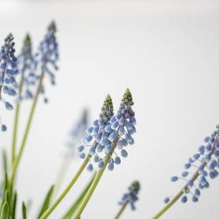 Spring minimalist purple wallpaper