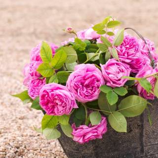 Flower bucket wallpaper