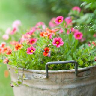 Flower bucket wallpaper