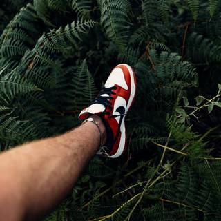 Dunk shoes wallpaper