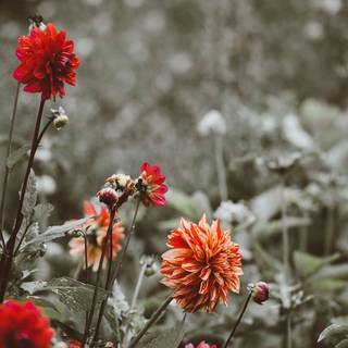 1080x1920 spring cottage wallpaper