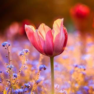 1080x1920 spring cottage wallpaper