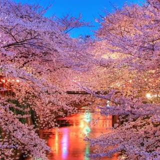 Spring dual monitors wallpaper