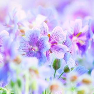 Spring dual monitors wallpaper