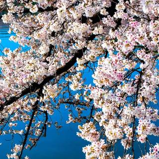 Spring dual monitors wallpaper