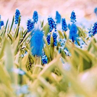 Spring dual monitors wallpaper