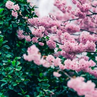 Spring dual monitors wallpaper