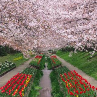 Spring dual monitors wallpaper