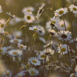 Spring dual monitors wallpaper