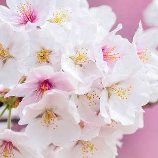 Spring dual monitors wallpaper