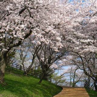 Spring dual monitors wallpaper