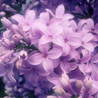 Spring dual monitors wallpaper