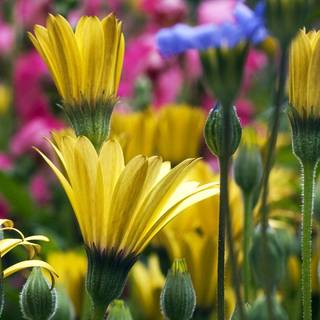 Spring dual monitors wallpaper