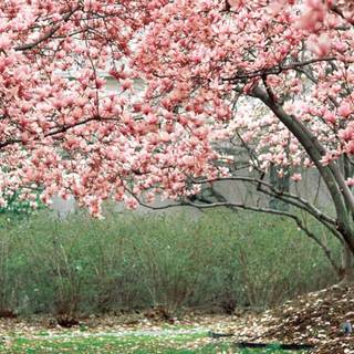 Spring dual monitors wallpaper