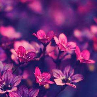 Spring dual monitors wallpaper