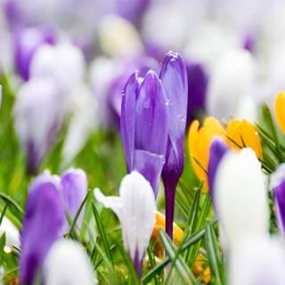 Spring dual monitors wallpaper