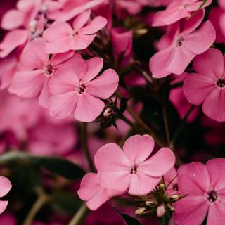 Spring dual monitors wallpaper