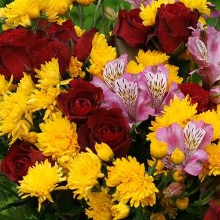 Spring dual monitors wallpaper