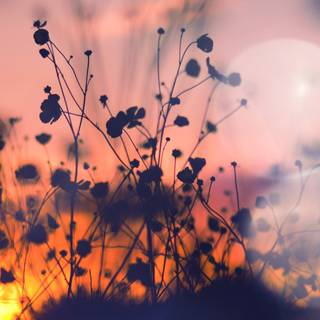 Night shadow wallpaper