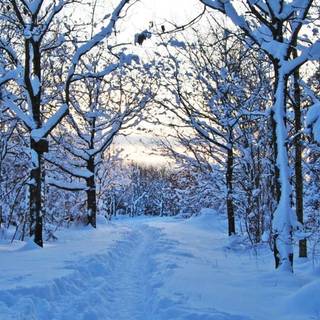 Snow winter 1080x1920 wallpaper