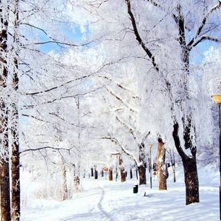 Snow winter 1080x1920 wallpaper