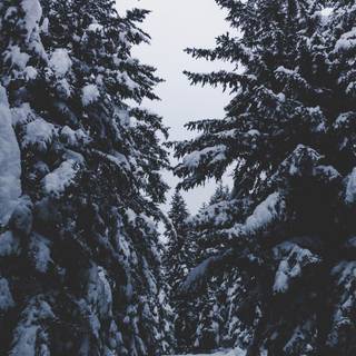 Snow winter 1080x1920 wallpaper