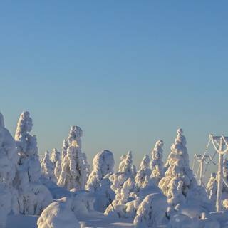 Snow winter 1080x1920 wallpaper