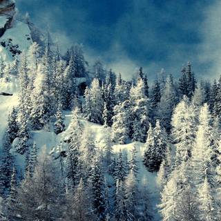 Snow winter 1080x1920 wallpaper