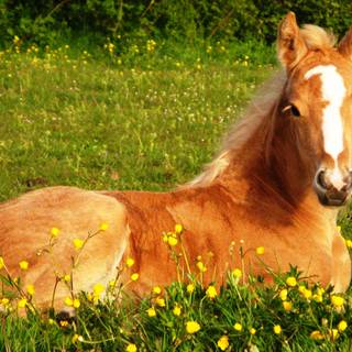 Golden horse wallpaper