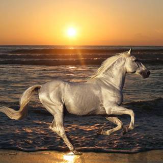 Golden horse wallpaper