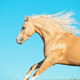 Golden horse wallpaper