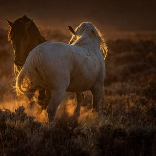 Golden horse wallpaper