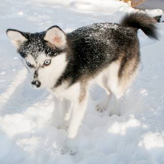 Alaskan Klee Kai wallpaper