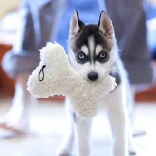 Alaskan Klee Kai wallpaper