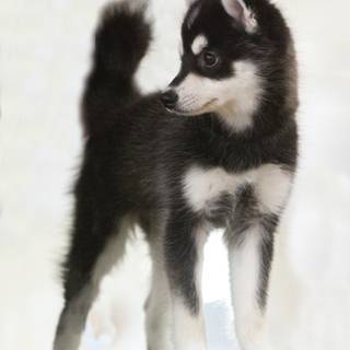 Alaskan Klee Kai wallpaper