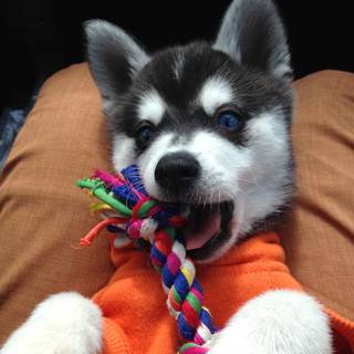 Alaskan Klee Kai wallpaper