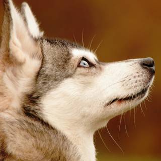 Alaskan Klee Kai wallpaper