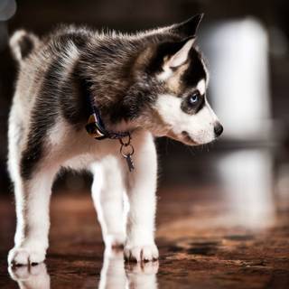 Alaskan Klee Kai wallpaper