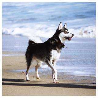 Alaskan Klee Kai wallpaper