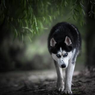 Alaskan Klee Kai wallpaper
