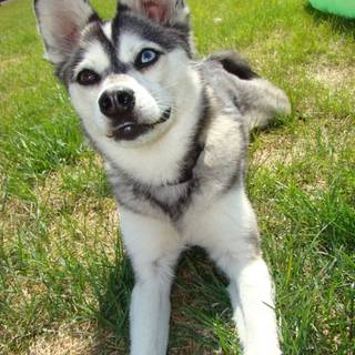 Alaskan Klee Kai wallpaper