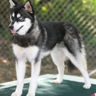 Alaskan Klee Kai wallpaper