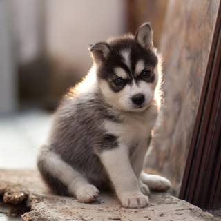 Alaskan Klee Kai wallpaper