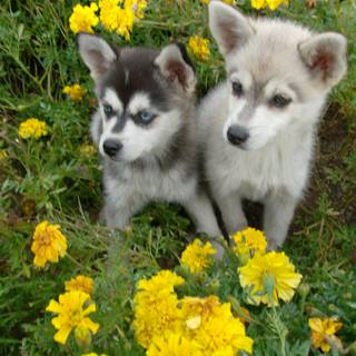 Alaskan Klee Kai wallpaper